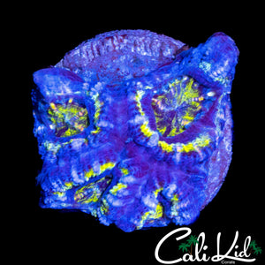 ULTRA EYE ACAN QUAD