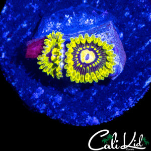 CK UNRELEASED ZOA DOUBLE