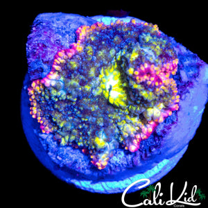 AQUACULTURED ONE OF A KIND MUSHROOM