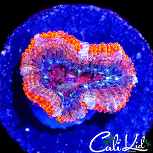 ULTRA ACAN LORD