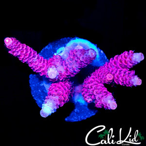 HYPER PINK MILLI CHUNK