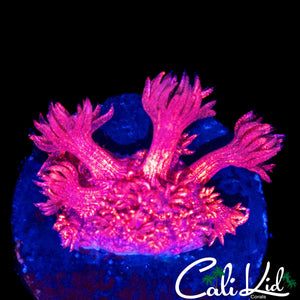AQUACULTURED RED GLITTER GONI