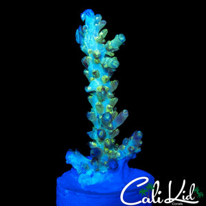 MYSTERY ACRO