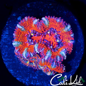 ULTRA STRIPE ACAN TRIPLE