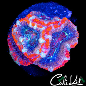 ULTRA ACAN QUAD