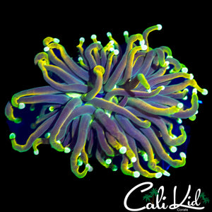 MEDUSA MORPH TORCH