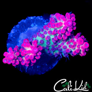 CK SHORTCAKE ACRO