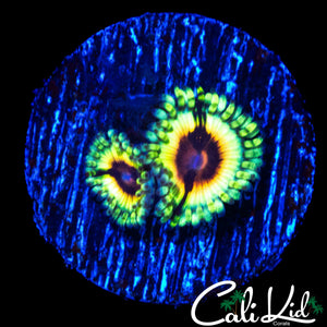 JF BLOODSHOT ZOA DOUBLE