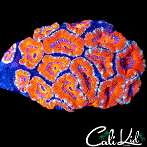 ULTRA ACAN COLONY