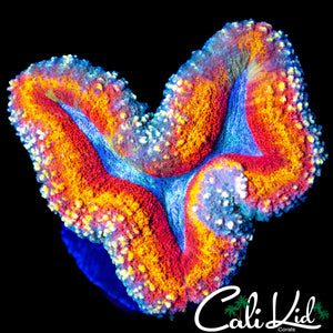 CRAZT RIM SYMPHYLLIA