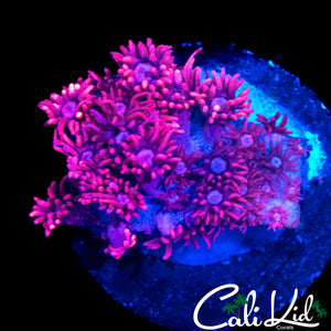 ULTRA BI COLOR GONI