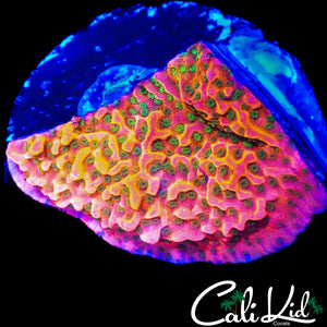 CK RAINBOW MONTI