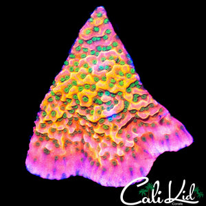 CK RAINBOW MONTI