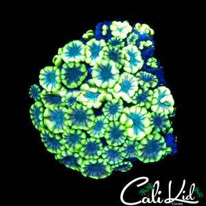 ULTRA BI COLOR ALVEOPORA