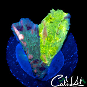 WWC COSMIC BOUNCE CHALICE