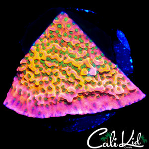 CK RAINBOW MONTI