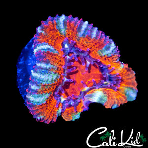ULTRA RAINBOW ACAN
