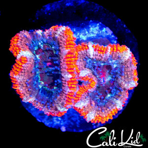 ULTRA RAINBOW ACAN DOUBLE