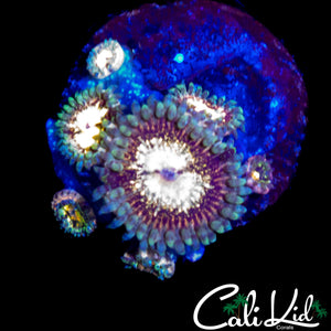 CK UNRELEASED ZOA MINI COLONY