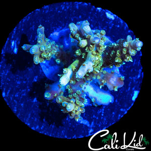 FIREWORK POLYP ACRO