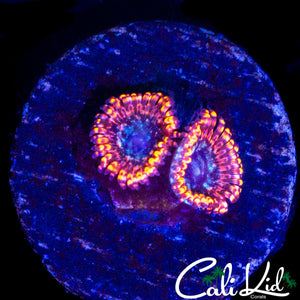 CHAOS TYPE ZOA DOUBLE