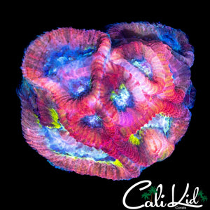RARE RAINBOW FAVIA CHUNK