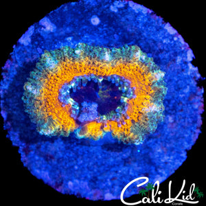 CK YELLOW ABYSS ACAN