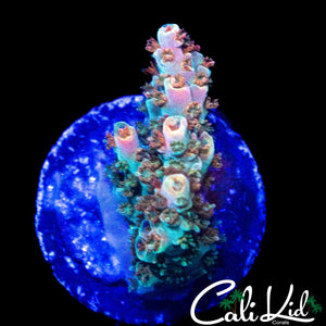 MYSTERY RAINBOW ACRO