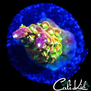 CK GOLDEN GODDESS ACRO
