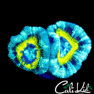 RARE ASIAN ACAN DOUBLE