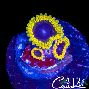 MESOPHERE ZOA TRIPLE