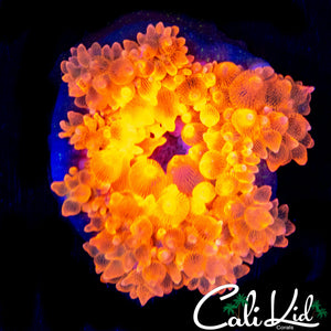 CK FIRE ANEMONE