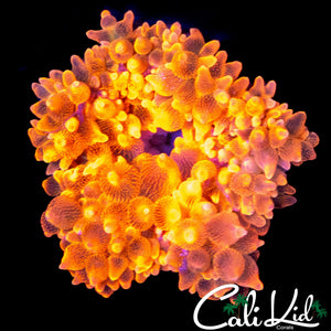 CK FIRE ANEMONE