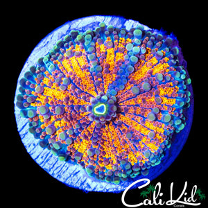 LARGE RAINBOW BUBBLE YUMA