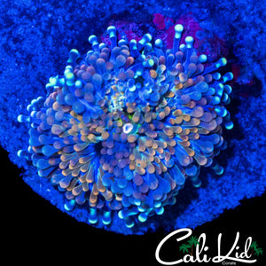 RARE PATTERN RICORDIA