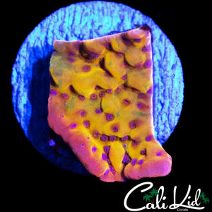 CK BUBONIC MONTI