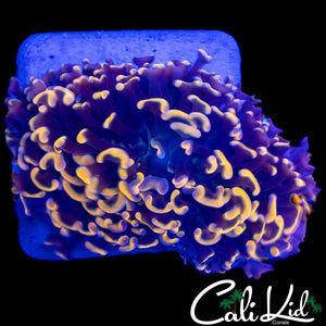 AQUACULTURED RAINBOW HAMMER