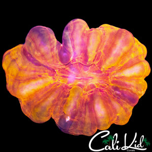 SUNFIRE CYNARINA