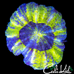 RARE COLOR ACANTHO