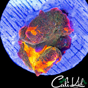 RARE 4 COLOR MUSHROOM