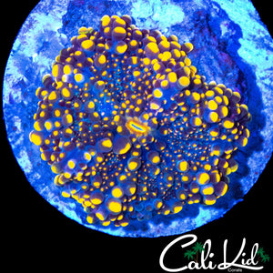 GODZILLA TYPE MUSHROOM