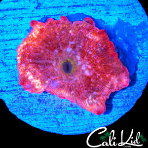 RARE PINK DISCO MUSHROOM