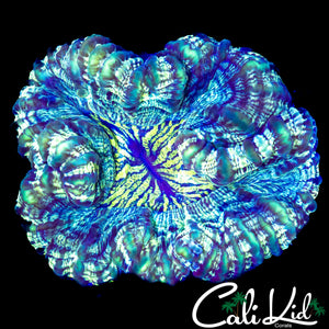 RARE PATTERN CYNARINA "FLUFFY"