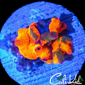 XL 3 COLOR CANDY CRUSH