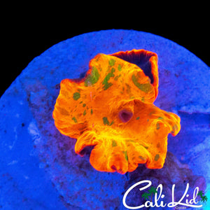 AMAZING CANDY CRUSH MUSHROOM