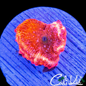 RARE PINK DISCO MUSHROOM