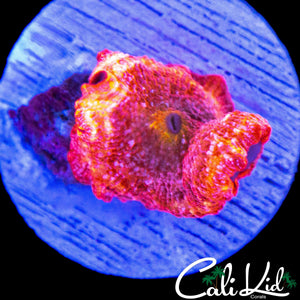 RARE PINK DISCO MUSHROOM (RAINBOW MOUTH)