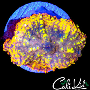 FLAMETHROWER BOUNCE RHODACTIS LARGE