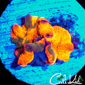 XL CANDY CRUSH MUSHROOM