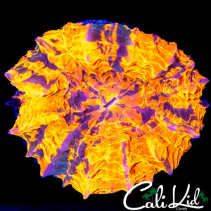 BLINDING ACANTHO